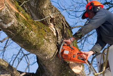 local tree cutting grimsby on